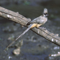 Speckled Mousebird